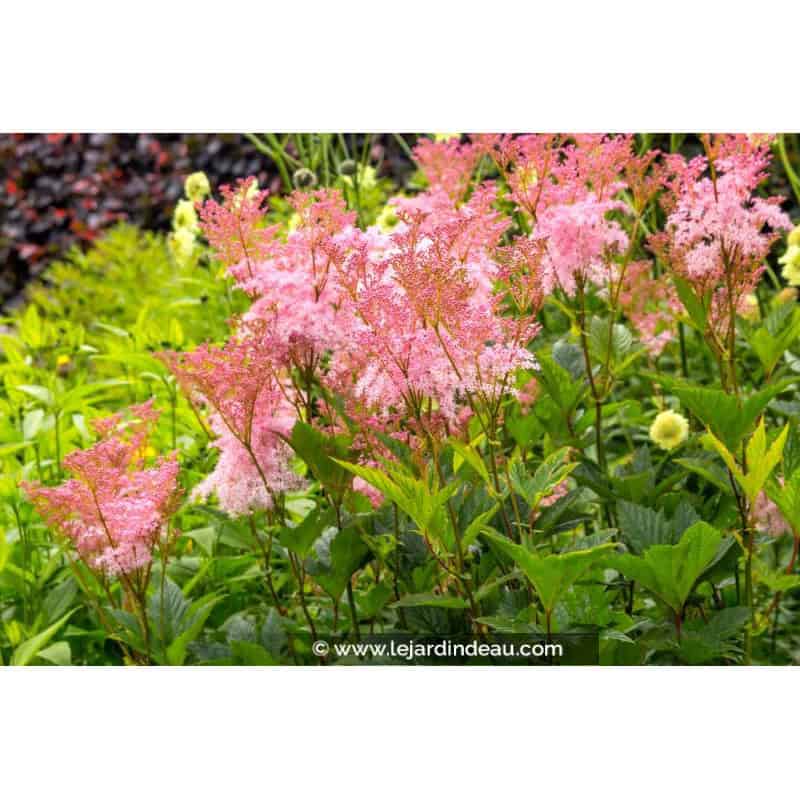 FILIPENDULA rubra 'Venusta' FILIPENDULA rubra 'Venusta'
