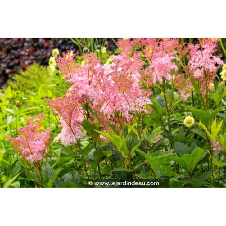 FILIPENDULA rubra 'Venusta'