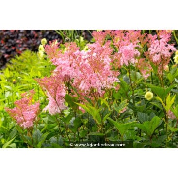 FILIPENDULA rubra \'Venusta\' - Reine des Prés