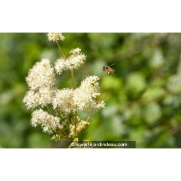 FILIPENDULA ulmaria - Filipendule / reine des prés