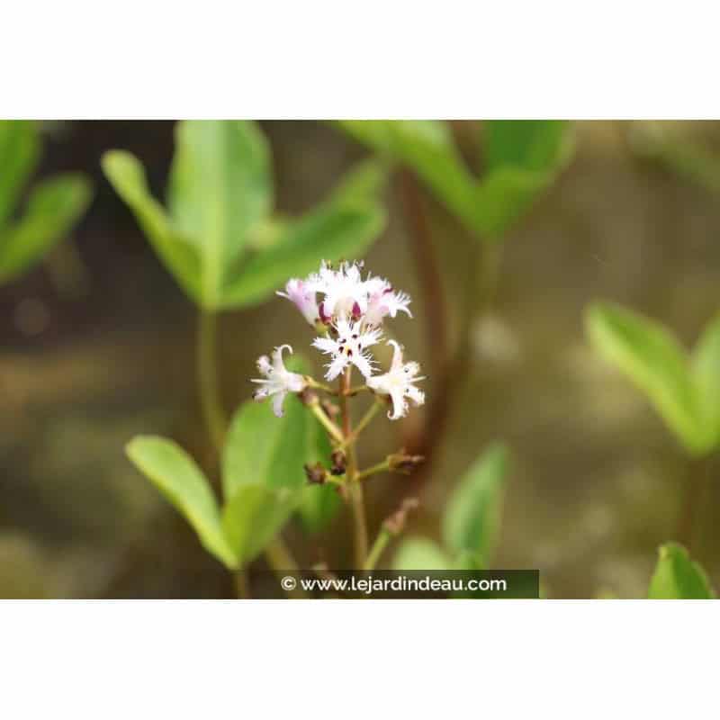 MENYANTHES trifoliata MENYANTHES trifoliata