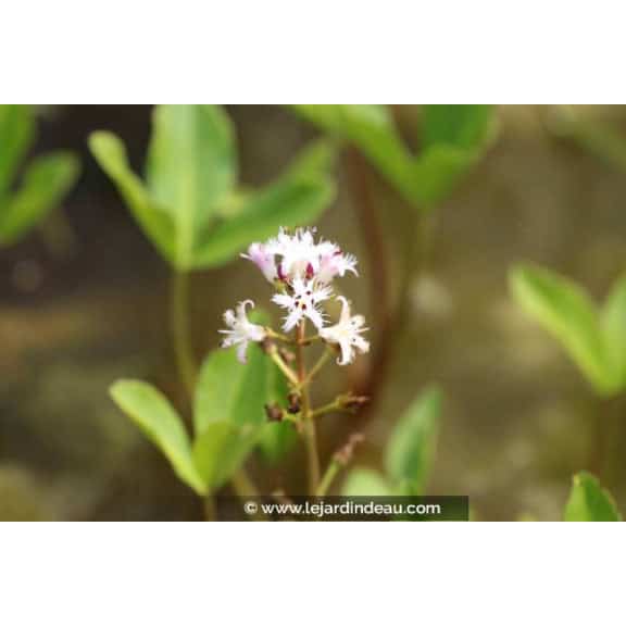 MENYANTHES trifoliata
