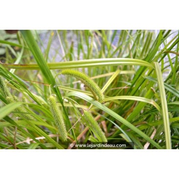 CAREX pseudocyperus - Laîche faux-papyrus