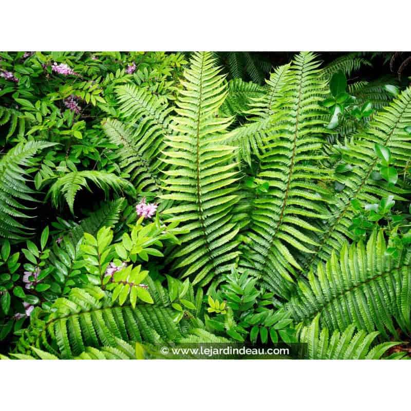 DRYOPTERIS wallichiana DRYOPTERIS wallichiana