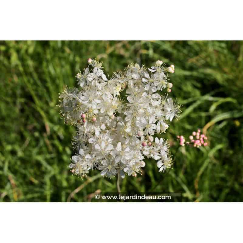 FILIPENDULA vulgaris FILIPENDULA vulgaris