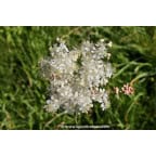 FILIPENDULA vulgaris FILIPENDULA vulgaris