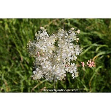FILIPENDULA vulgaris - Filipendule