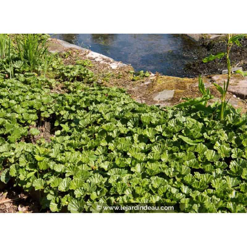 GUNNERA magellanica GUNNERA magellanica