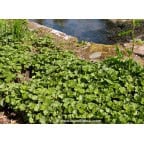 GUNNERA magellanica GUNNERA magellanica