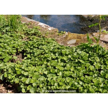 GUNNERA magellanica - fraise du diable