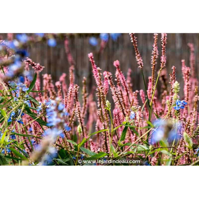 PERSICARIA amplexicaulis 'Rosea' PERSICARIA amplexicaulis 'Rosea'