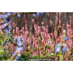 PERSICARIA amplexicaulis 'Rosea' PERSICARIA amplexicaulis 'Rosea'