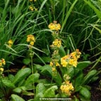 PRIMULA bulleyana PRIMULA bulleyana