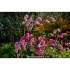 SANGUISORBA obtusa SANGUISORBA obtusa