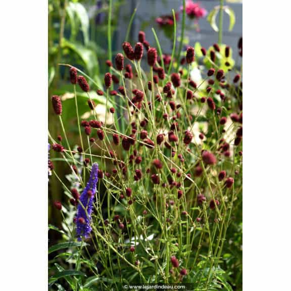 SANGUISORBA officinalis 'Tanna'
