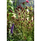 SANGUISORBA officinalis 'Tanna' SANGUISORBA officinalis 'Tanna'