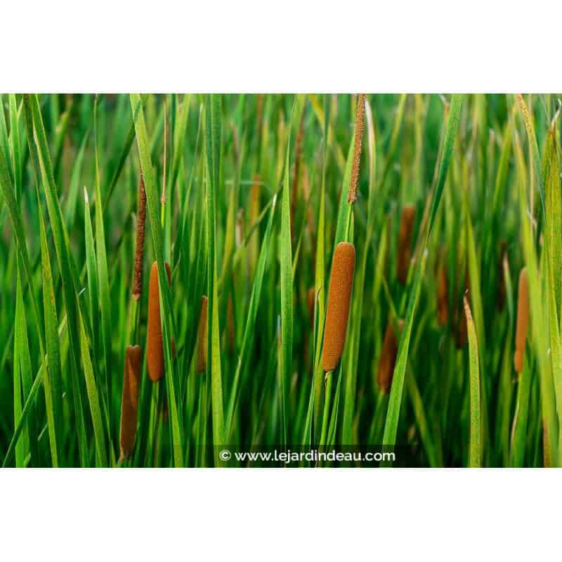 TYPHA angustifolia TYPHA angustifolia