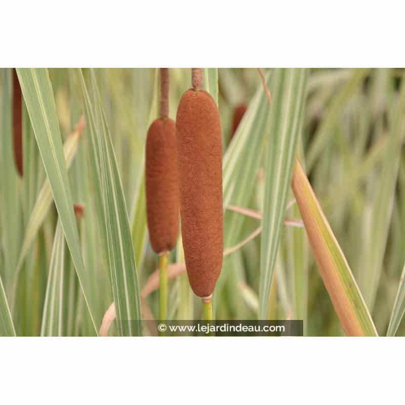 TYPHA latifolia 'Variegata'