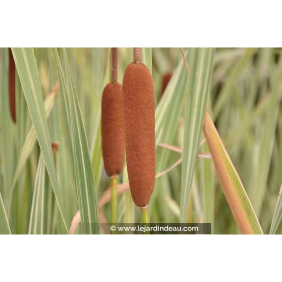 TYPHA latifolia 'Variegata'