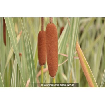 TYPHA latifolia \'Variegata\' - Massette à feuile panaché