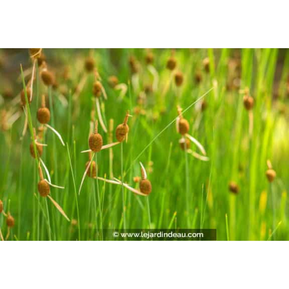 TYPHA minima