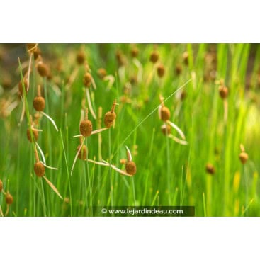TYPHA minima - Massette /  Lesser Bulrush