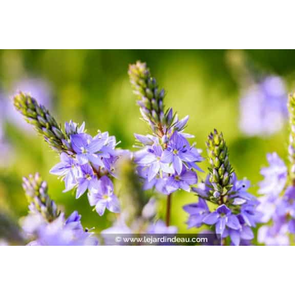 VERONICA officinalis