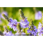 VERONICA officinalis VERONICA officinalis