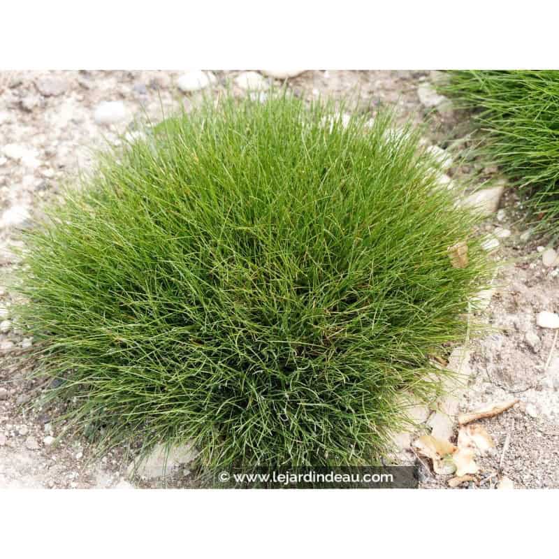 FESTUCA scoparia FESTUCA scoparia