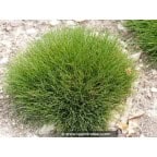 FESTUCA scoparia FESTUCA scoparia