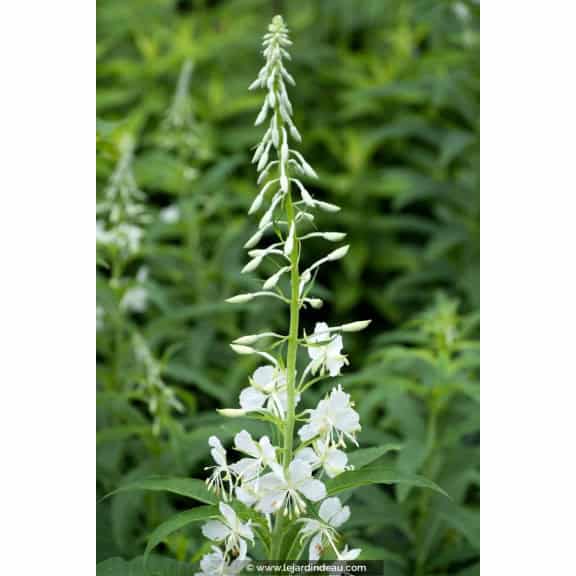 EPILOBIUM angustifolium 'Album'