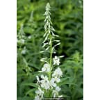EPILOBIUM angustifolium 'Album' EPILOBIUM angustifolium 'Album'