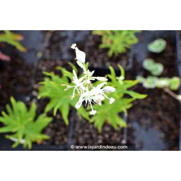 EPILOBIUM angustifolium 'Album'