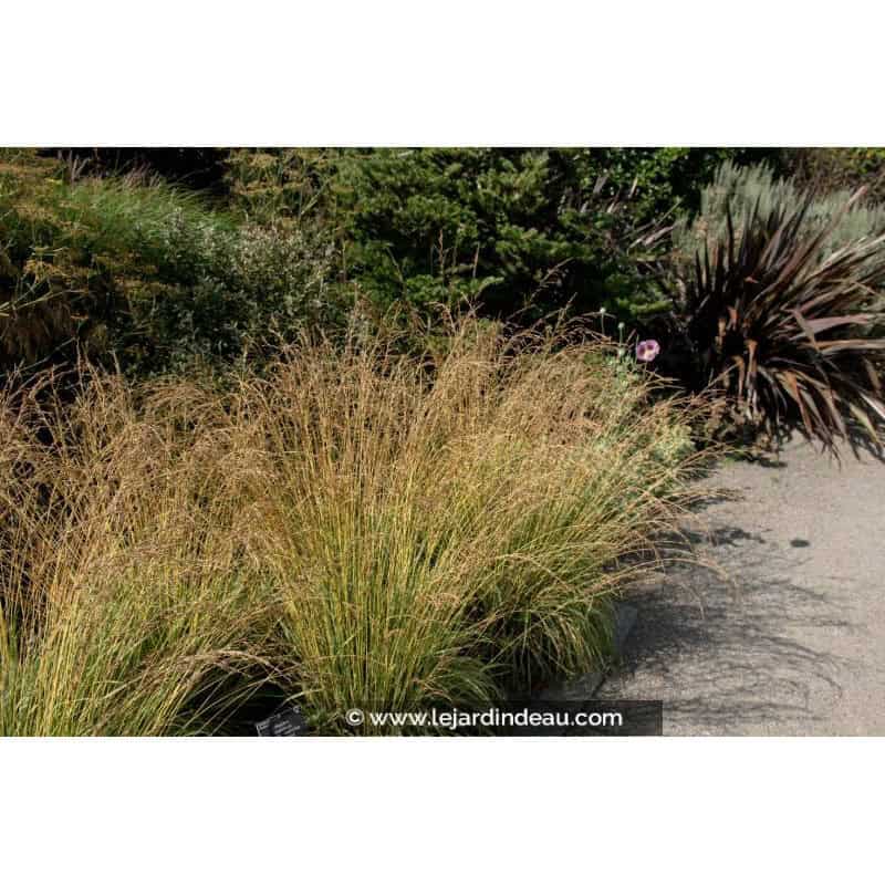 MOLINIA caerulea 'Variegata' MOLINIA caerulea 'Variegata'