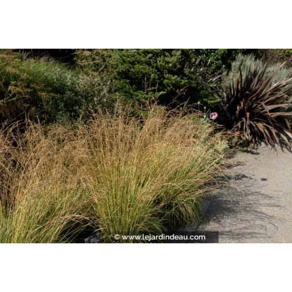 MOLINIA caerulea 'Variegata'
