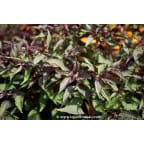 EUPATORIUM rugosum 'Chocolate' EUPATORIUM rugosum 'Chocolate'