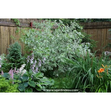 CORNUS alba \'Elegantissima\' - cornouiller blanc panach&eacute;