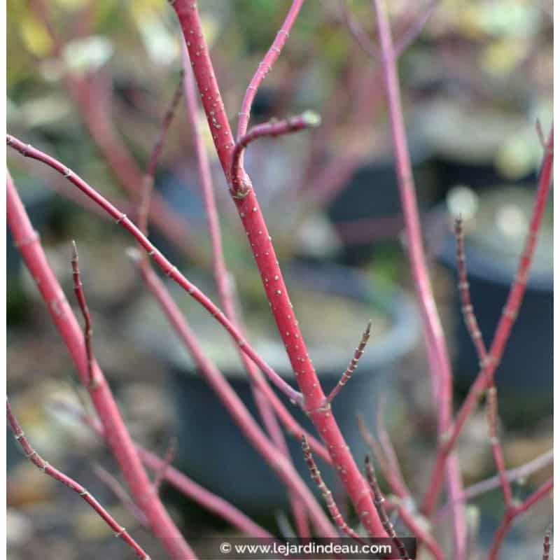 CORNUS alba 'Elegantissima' CORNUS alba 'Elegantissima'