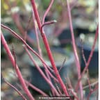 CORNUS alba 'Elegantissima' CORNUS alba 'Elegantissima'
