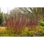 CORNUS alba 'Kesselringii' CORNUS alba 'Kesselringii'