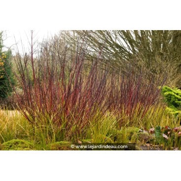 CORNUS alba \'Kesselringii\' - cornouiller blanc à bois noir