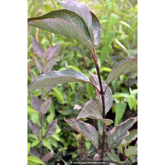 CORNUS alba 'Kesselringii'