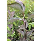 CORNUS alba 'Kesselringii' CORNUS alba 'Kesselringii'