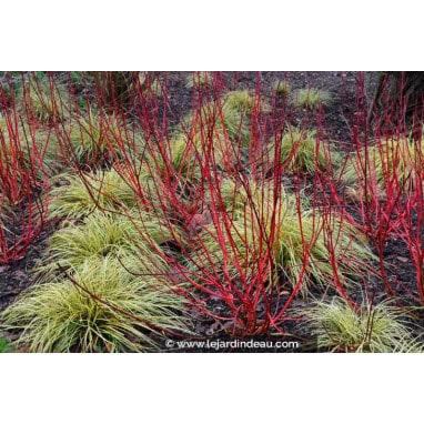 CORNUS alba \'Baton Rouge\' - cornouiller blanc à bois rouge
