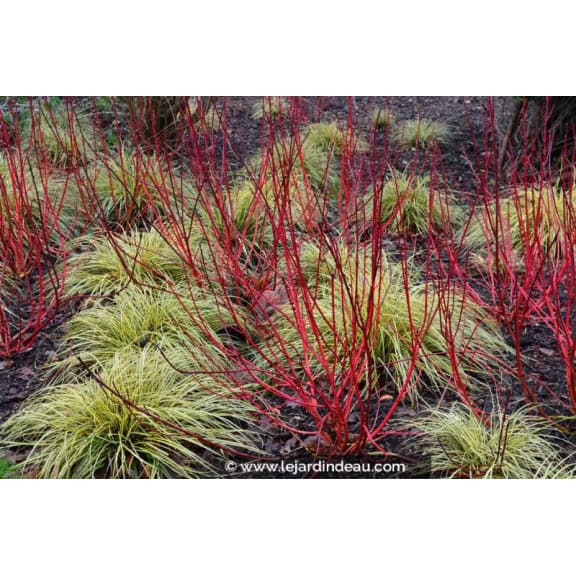 CORNUS alba 'Baton Rouge'