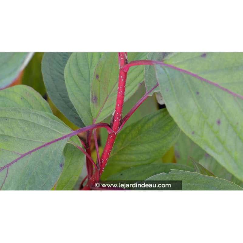 CORNUS alba 'Baton Rouge' CORNUS alba 'Baton Rouge'