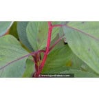 CORNUS alba 'Baton Rouge' CORNUS alba 'Baton Rouge'