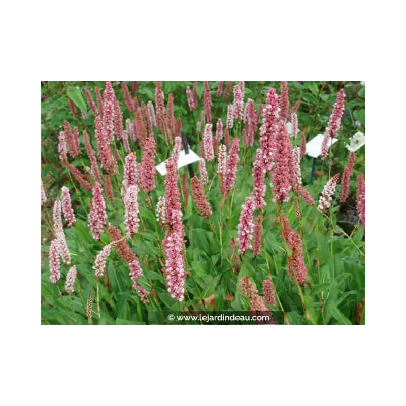 PERSICARIA affinis 'Darjeeling Red' PERSICARIA affinis 'Darjeeling Red'