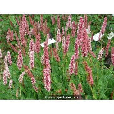 PERSICARIA affinis \'Darjeeling Red\' - polygonum / renouée