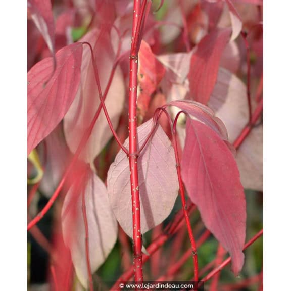 CORNUS alba 'Baton Rouge'